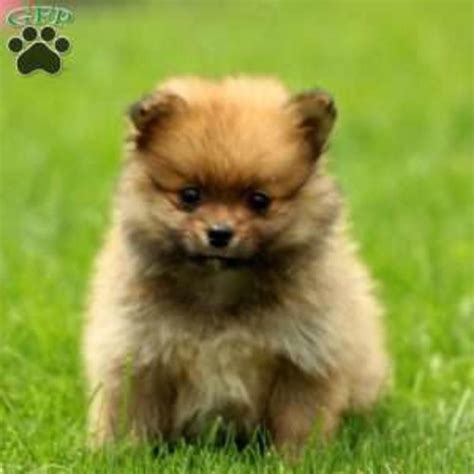 United States @ Hoobly Classifieds . . Hoobly puppies for sale